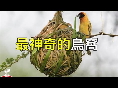 小鳥在家築巢|野鳥叫聲好滋擾？家中有野鳥築巢怎麼辦？漁護署教你。